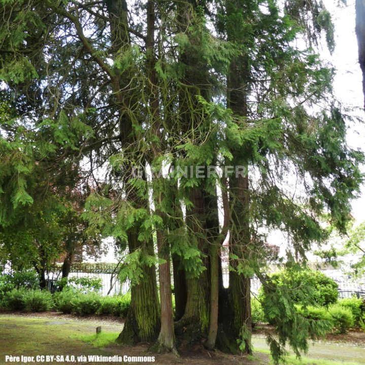 Cypress of Lawson, Cedar of Port Orford, Chamaecyparis Lawsoniana image